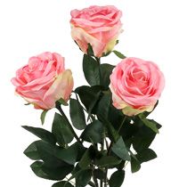Kategorija Putplasčio rožė ir dekoratyvinės rožės