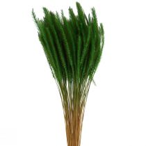 daiktų Žalių šerių sora Setaria viridis sausa žolė 52cm 28g