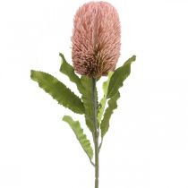 daiktų Dirbtinė gėlė Banksia rožinė rudens dekoracija proginė floristika 64cm