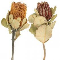 daiktų Banksia coccinea džiovintos gėlės gamta 10vnt