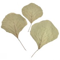 daiktų Kobros lapai džiovinti žaliai natūralūs 15cm–17cm 50vnt