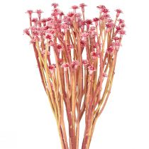 daiktų Curry Herb Immortelle Artificial Pink L28cm 12 vnt 1 kek