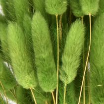daiktų Triušio uodegos žolė dekoratyvinė žolė Lagurus alyvuogių žalia L65cm 50g