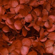 daiktų Hortenzijos konservuotos džiovintos gėlės Raudonos Ø20cm L50-60cm