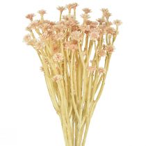 Itališkos šiaudų gėlės Dirbtinės gėlės rožinės spalvos L28cm
