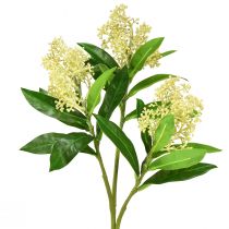 Dirbtinių gėlių kremas Skimmia japonica Skimmie 45cm 2vnt