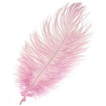 Stručio plunksnos Tikros plunksnos Dekoracija Rožinė 20-25cm 12vnt