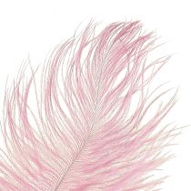 daiktų Stručio plunksnos Tikros plunksnos Dekoracija Rožinė 20-25cm 12vnt
