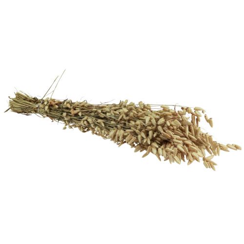 daiktų Quaking Grass Džiovintos Gėlės Green Natural Briza 60cm 100g