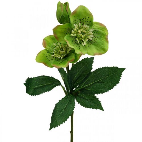 daiktų Kalėdinė rožė Gavėnios rožė hellebore dirbtinės gėlės žalia L34cm 4 vnt