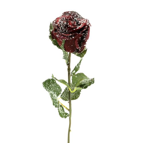 Deco rožė snieguota raudona Ø6cm 6vnt