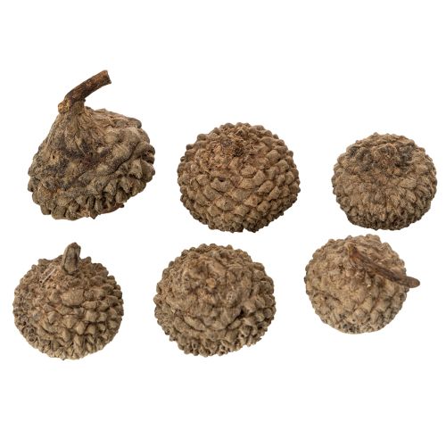 daiktų Natūralūs gilių kepurėlės, dekoratyviniai dubenėliai rudeniui ir Adventui, 2 cm, 300 g