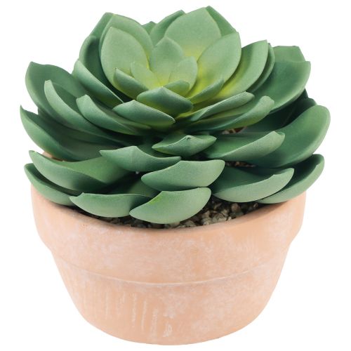 daiktų Sultingas augalas vazone Echeveria dirbtinė žalia Ø15cm