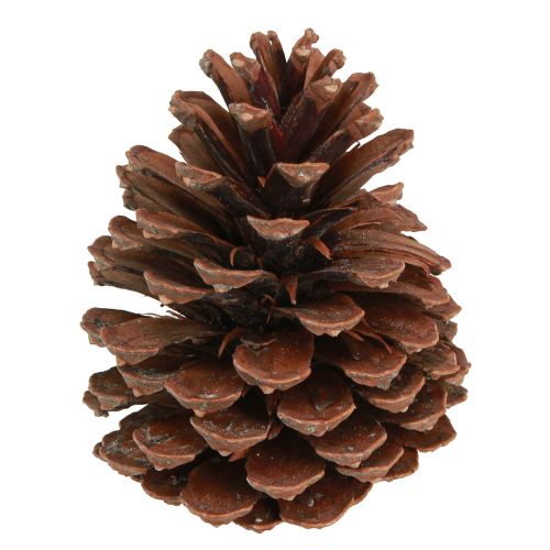 Kankorėžiai Pinus Maritima jūrinių kankorėžių dekoracija 12-13cm 3 vnt