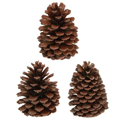 daiktų Kankorėžiai Pinus Maritima jūrinių kankorėžių dekoracija 12-13cm 3 vnt