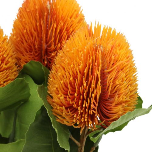 daiktų Dirbtinės gėlės, Banksia, Proteaceae Orange L58cm A6cm 3vnt