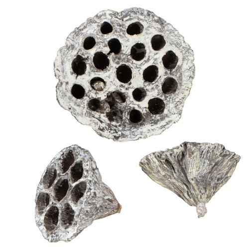 daiktų Lotos natūralios dekoratyvinės lotoso gertuvės, baltai nuplautos, 6-8 cm, 50 vnt.