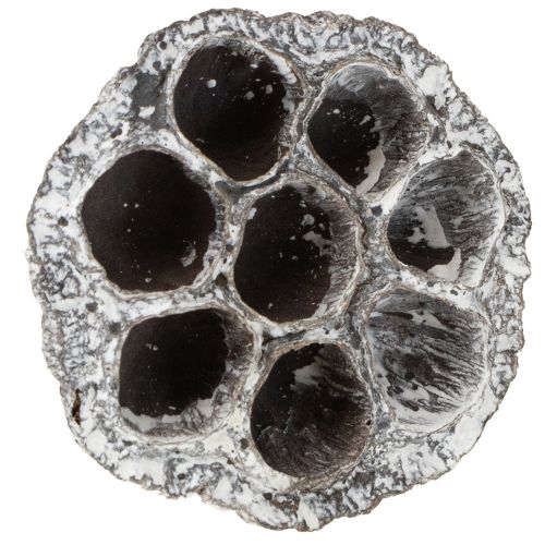 daiktų Lotos natūralios dekoratyvinės lotoso gertuvės, baltai nuplautos, 6-8 cm, 50 vnt.