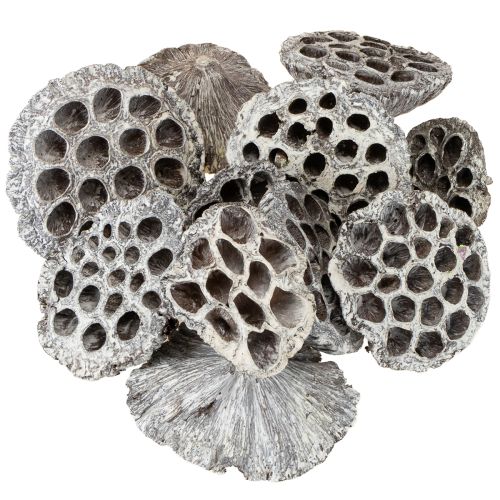 daiktų Lotos natūralios dekoratyvinės lotoso gertuvės, baltai nuplautos, 6-8 cm, 50 vnt.
