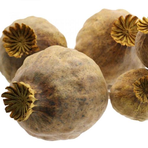 Floristik24 Aguonų kapsulė dideli džiovinti žiedai geltoni Papaver dekoratyvinės aguonos 5 vnt