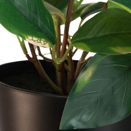 daiktų Philodendron Scindapsus su vazonu, lengvai prižiūrimas - idealiai tinka biure ir namuose 32cm