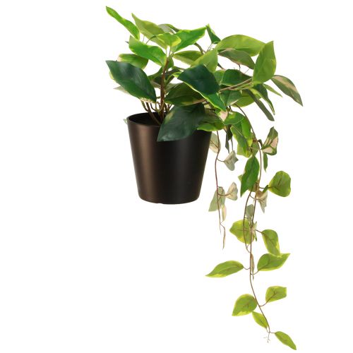 daiktų Philodendron Scindapsus su vazonu, lengvai prižiūrimas - idealiai tinka biure ir namuose 32cm