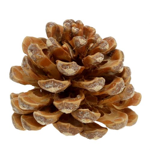 daiktų Kankorėžiai Pinus Kankorėžių kremas sumaišytas 5-18cm 25vnt