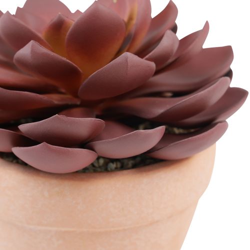 daiktų Sultingas augalas vazone Echeveria dirbtinė raudona Ø15cm