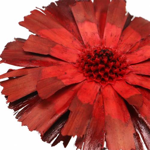 daiktų Repens Rosette Red 8cm - 9cm 25 vnt