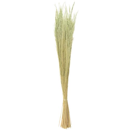 daiktų Bent Grass Agrostis Capillaris Dry Grasses Green 65cm 80g