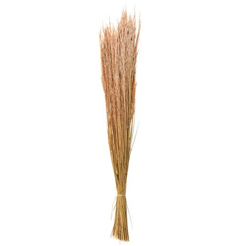 daiktų Red Bent Grass Agrostis Dry Grass Red Brown 65cm 80g