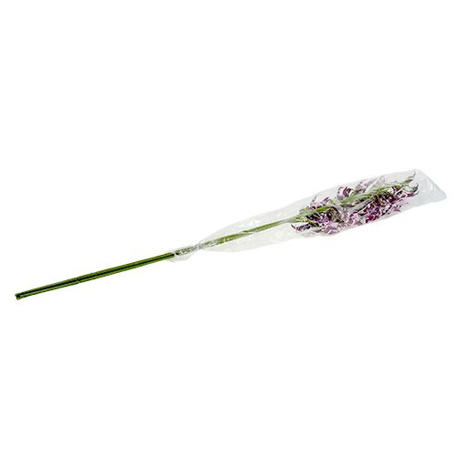 Floristik24 Orchidėjos voras Brassia violetinė 108cm 3vnt