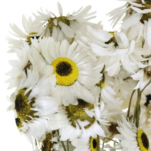 daiktų Acroclinium White, sausi augalai, šiaudinės gėlės, sausa floristika L20-40cm 25g