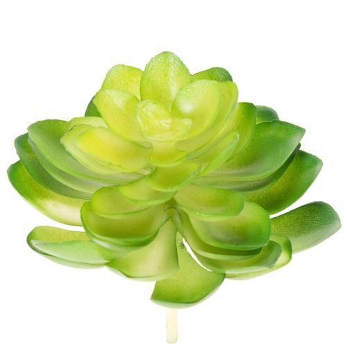 daiktų Dirbtinis sukulentas, žalias, dekoravimui dubenyje arba vazoje, 10 cm, 4 vnt.