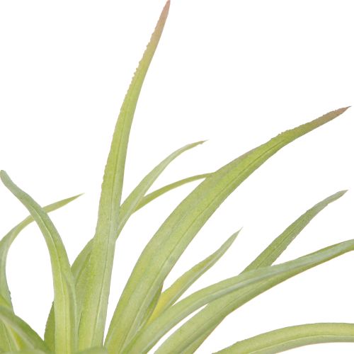 daiktų Tillandsia Green dirbtiniai augalai su lazdele Ø17cm 3vnt