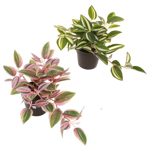 Tradescantia Dirbtinis žalias augalas vazone H19,5cm 2vnt