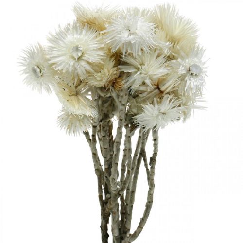 Džiovintos gėlės kepuraitės gėlės natūralios baltos, šiaudinės gėlės, džiovintų gėlių puokštė H33cm