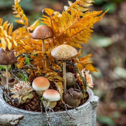 daiktų Bellgum varpinis vaisius kapsulinis vaisius natūralus dekoravimas rudas 500g