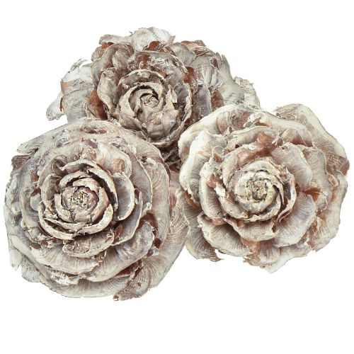 daiktų Kedro spurgai supjaustyti kaip rožių kedro rožė 4-6cm balta/natūrali 50vnt