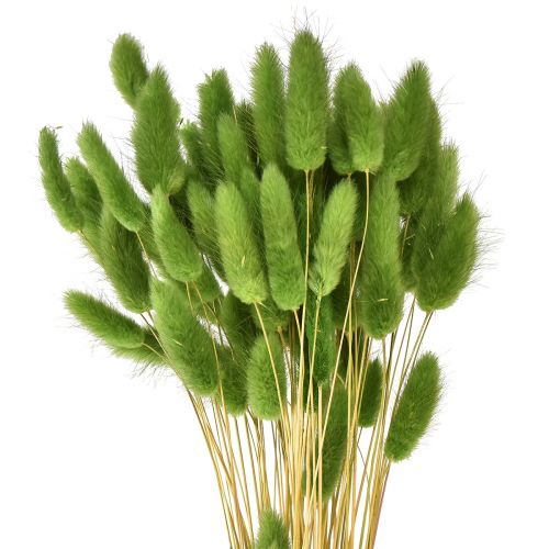Triušio uodegos žolė dekoratyvinė žolė Lagurus alyvuogių žalia L65cm 50g