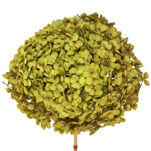 Konservuota hortenzija didelė žalia Ø20cm L50-60cm