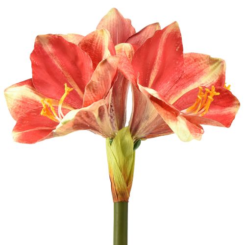 daiktų Dirbtinis Amaryllis Pink ir Cream – didelė stiebo gėlė 76cm