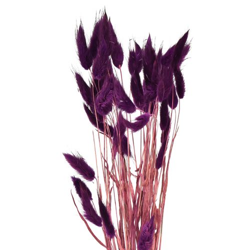 Floristik24 Velvet žolė violetinė, triušio uodegos žolė, Lagurus L18-50cm 25g