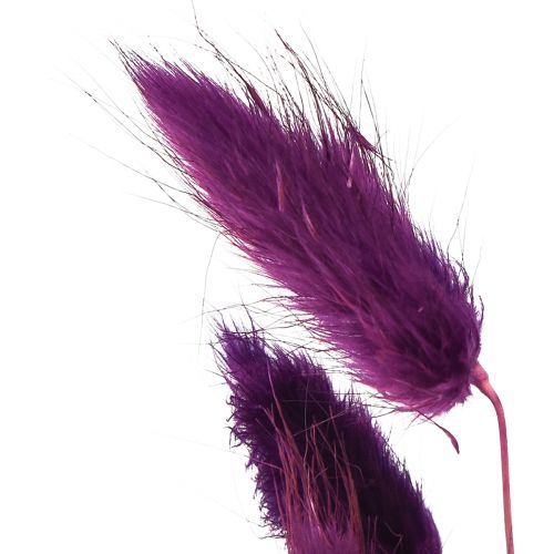 daiktų Velvet žolė violetinė, triušio uodegos žolė, Lagurus L18-50cm 25g