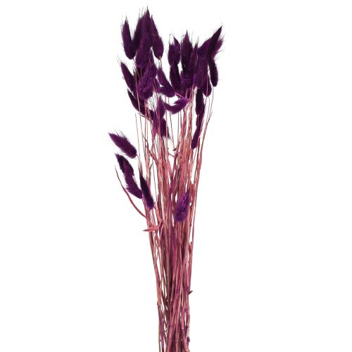 daiktų Velvet žolė violetinė, triušio uodegos žolė, Lagurus L18-50cm 25g