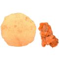 Floristik24 Austrių midijų griežinėliai grynojo apelsino 3,5–9,5 cm 2 vnt.