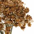 Floristik24 Gypsophila dirbtinė ruda rudeninei puokštei 29,5cm 18psl