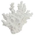 Floristik24 Jūrinė dekoracija koralų polirezino balta 18,5×26cm