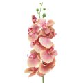 Floristik24 Orchid Phalaenopsis dirbtiniai 9 žiedai rožinė vanilė 96cm