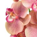 Floristik24 Orchid Phalaenopsis dirbtiniai 9 žiedai rožinė vanilė 96cm